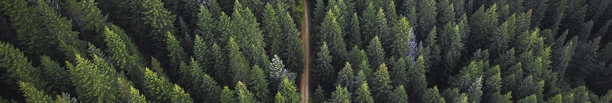 Wycinka drew Warszawa - ciekawostki 