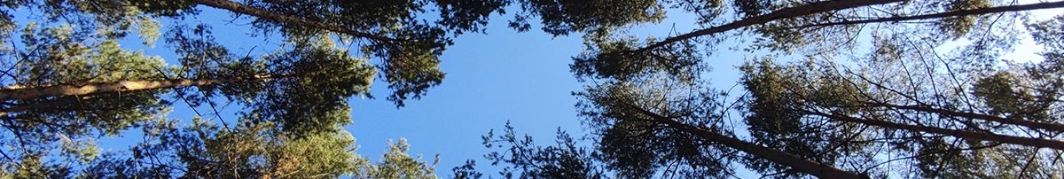 Wycinka drew Warszawa - przepis 