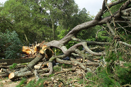Wycinka Drzew Warszawa Cennik 