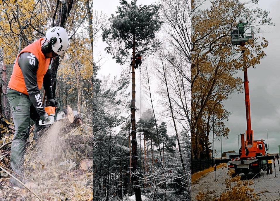 Wycinka drzew Warszawa