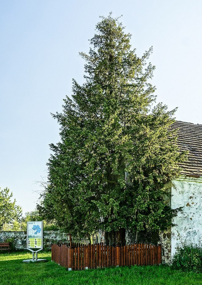 Wycinka drew Warszawa - ciekawostki 